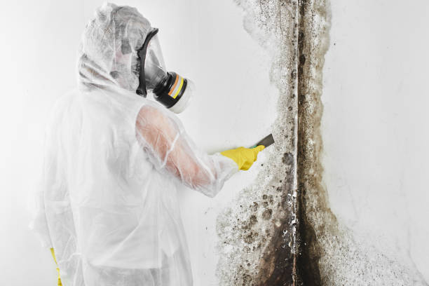 Best Best Mold Removal Companies  in University, MS