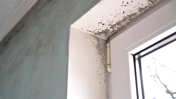 Trusted University, MS Mold Removal Experts