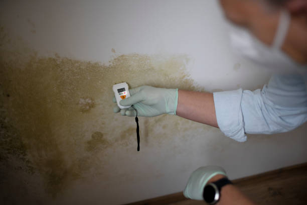 Best Emergency Mold Removal  in University, MS