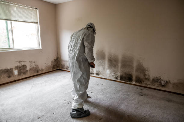 Best Residential Mold Removal  in University, MS